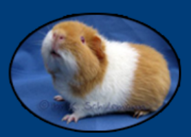SoulDream's Piggies